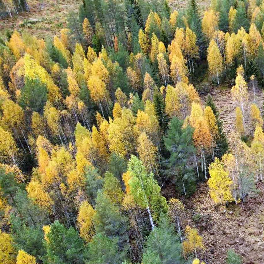 Oma Puu lahjaksi ekologinen ja aineeton lahja Sunsilva metsien puolesta