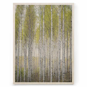 Koivikko Niko Laurila suomalainen koivumetsä plywood print puutaulu